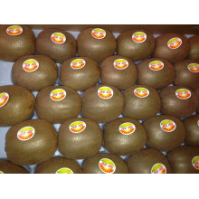 New Crop Good Quality Fresh Kiwi